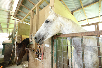 瀬野川乗馬クラブについて