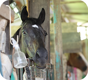 ポニー乗馬